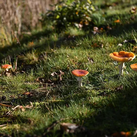 Дом отдыха Tiny House Pioneer 4 - Tiny Spot Friesland Шортенс